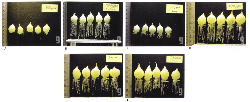 i9 Allium Tests
